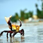 Caranguejo-uçá mantém viva a tradição da pesca artesanal e fortalece a cultura capixaba 
