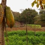 “SUPER EL NIÑO” ACENDE ALERTA PARA AGRICULTORES E CIDADÃOS