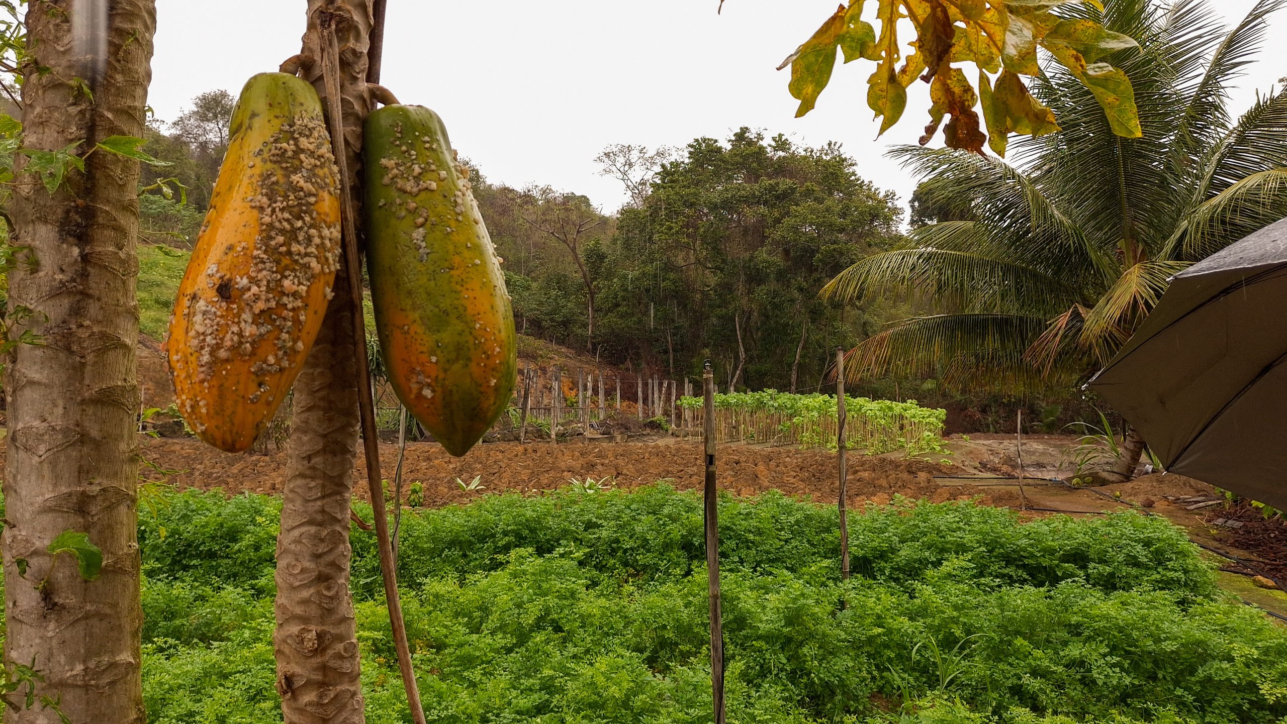“SUPER EL NIÑO” ACENDE ALERTA PARA AGRICULTORES E CIDADÃOS