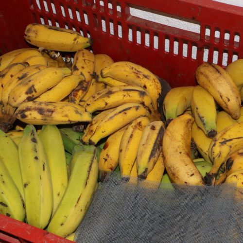 Quem põe a comida na mesa? Conheça a Cooperativa de Agricultura Familiar de Cariacica